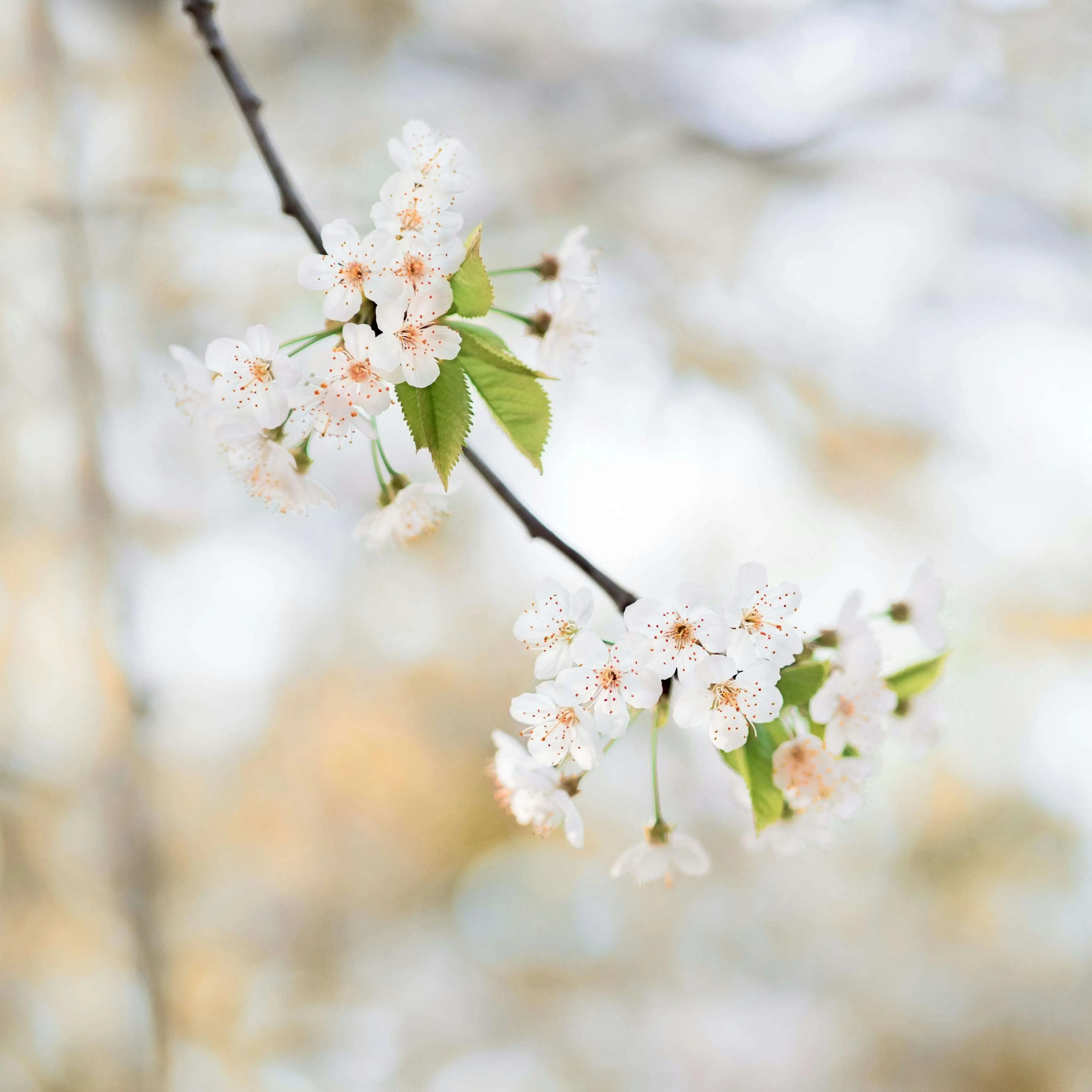 Ast mit weißen Blüten